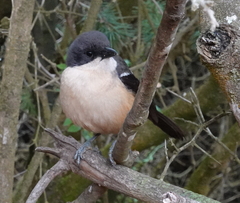 Laniarius ferrugineus