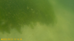 Zostera