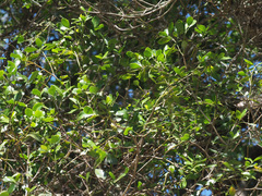 Psydrax capensis