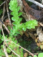 Selaginella denticulata