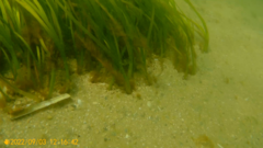 Zostera