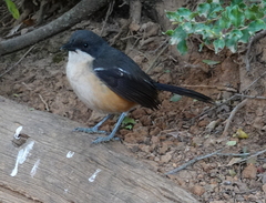 Laniarius ferrugineus