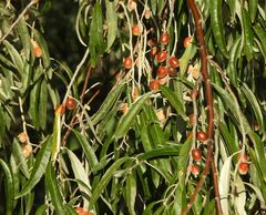 Elaeagnus angustifolia