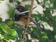Batis capensis