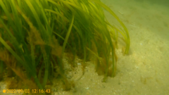 Zostera