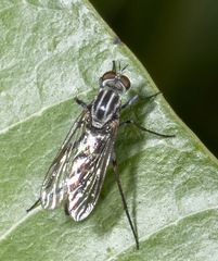 Therevidae