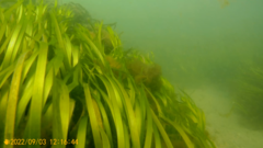 Zostera