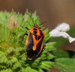 Agonoscelis rutila