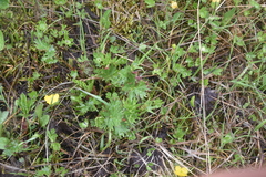 Potentilla pensylvanica pensylvanica