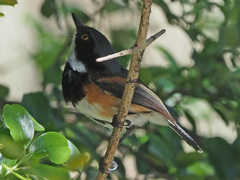 Batis capensis