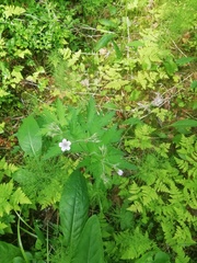 Geranium sylvaticum