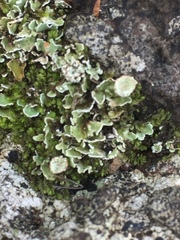Cladonia cryptochlorophaea
