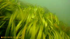 Zostera