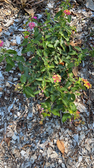 Lantana camara
