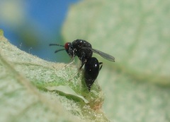 Eurytoma rosae