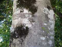 Apodytes dimidiata dimidiata