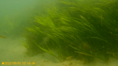 Zostera