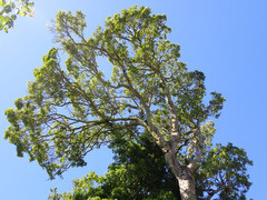 Apodytes dimidiata dimidiata