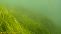 Zostera