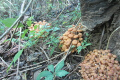 Desarmillaria caespitosa