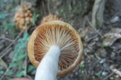 Desarmillaria caespitosa