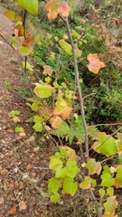 Ribes sanguineum glutinosum
