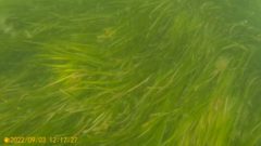 Zostera