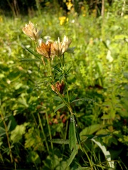 Trifolium lupinaster