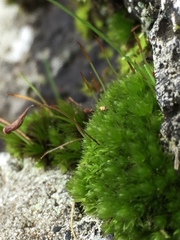 Ptychostomum moravicum