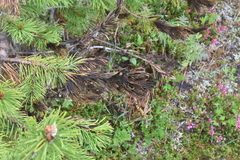 Herpotrichia juniperi