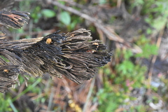 Herpotrichia juniperi