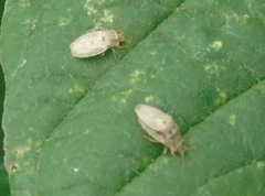 Parapiesma cinereum