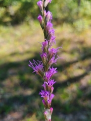 Liatris tenuifolia