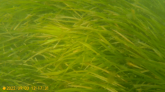 Zostera