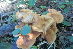 Desarmillaria caespitosa