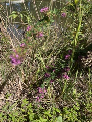 Lespedeza violacea
