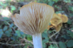 Desarmillaria caespitosa