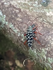 Placosternus crinicornis