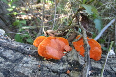 Desarmillaria caespitosa