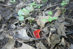 Desarmillaria caespitosa