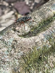 Placosternus crinicornis