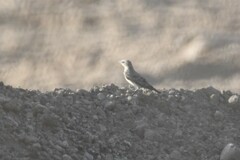 Oenanthe melanoleuca