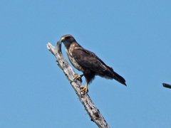 Buteo buteo vulpinus