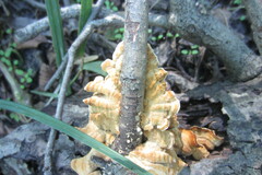 Desarmillaria caespitosa