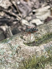 Placosternus crinicornis