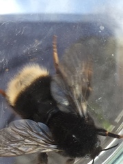 Bombus terrestris canariensis