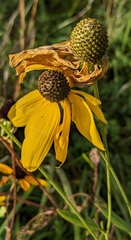 Rudbeckiinae