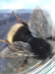 Bombus terrestris canariensis