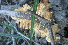 Desarmillaria caespitosa