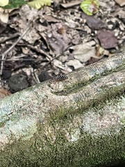 Placosternus crinicornis